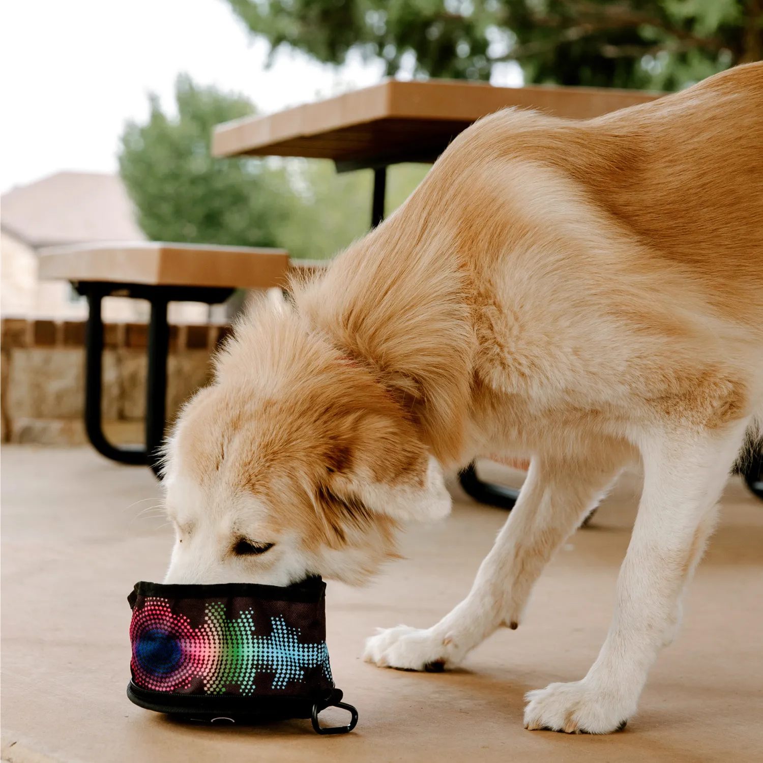 PuroPup Travel Bowl