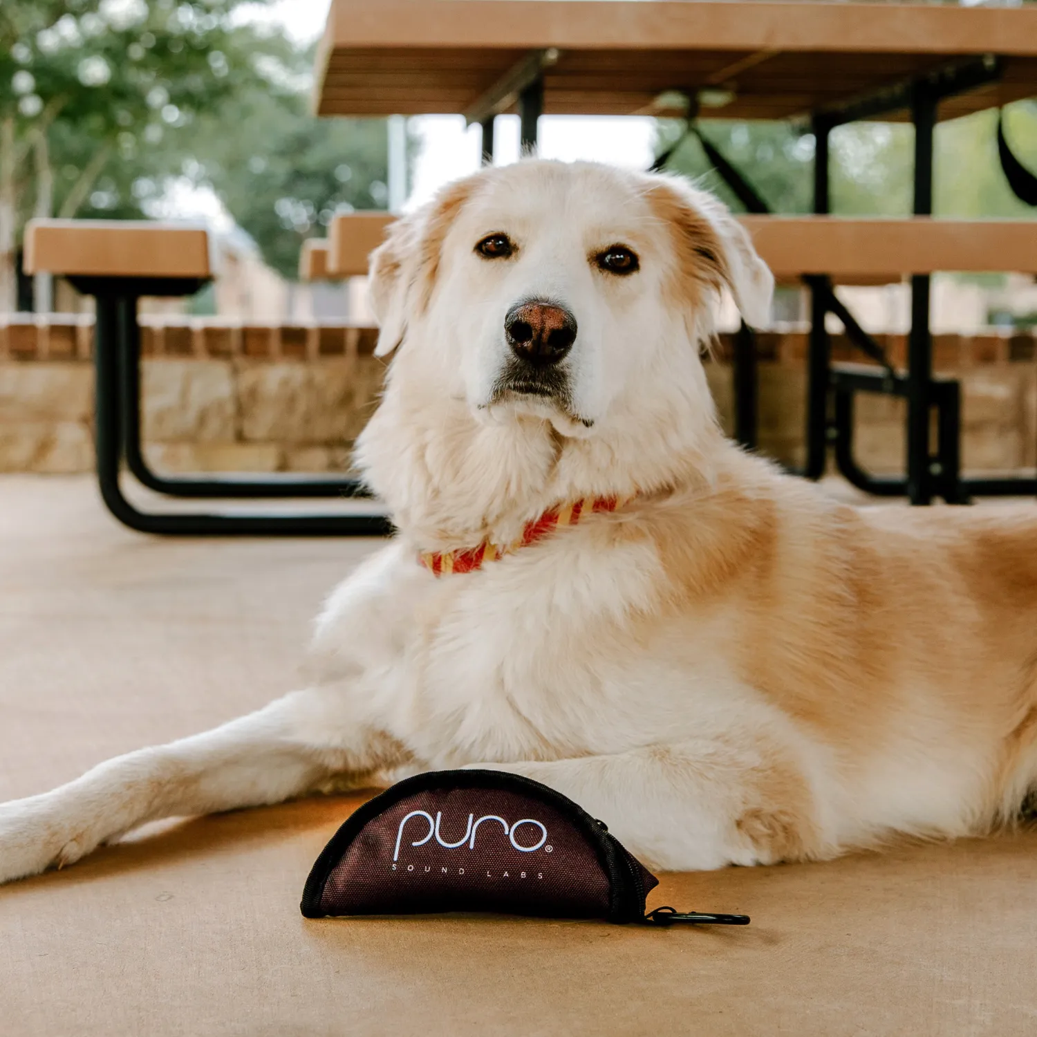 PuroPup Travel Bowl